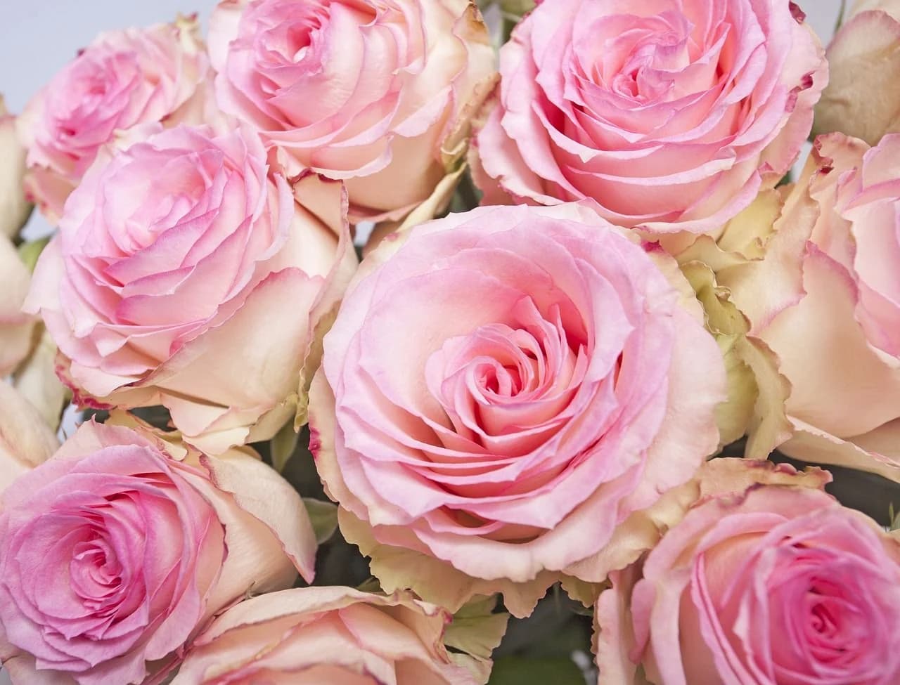 Top 5 Most Beautifully Scented Flowers
