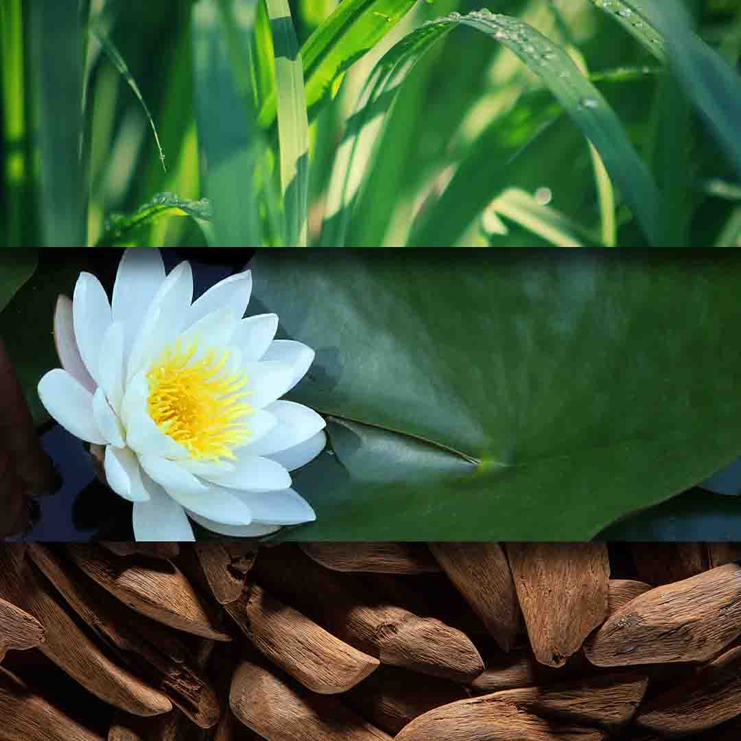 Bamboo