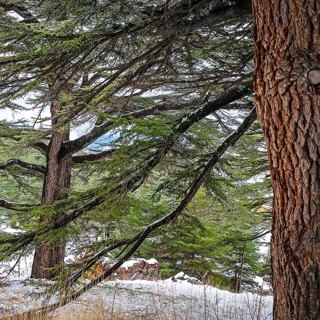Cedar Wood