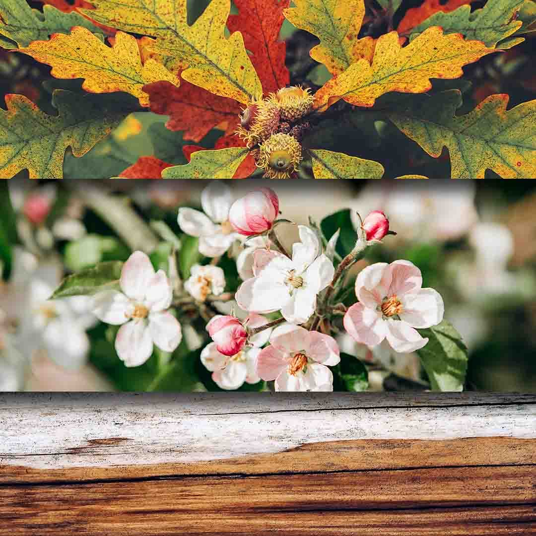 Colours of Autumn