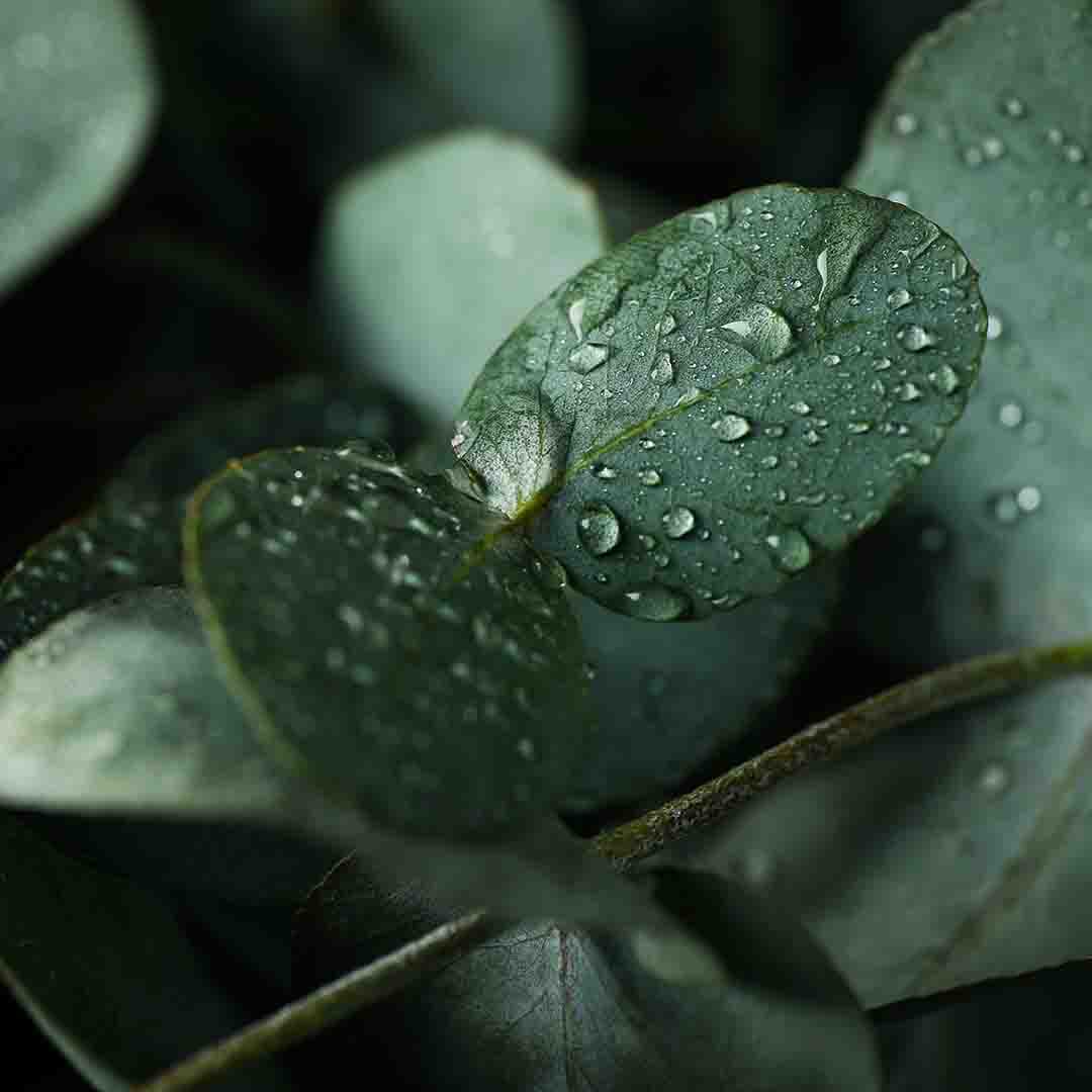 Eucalyptus Oil
