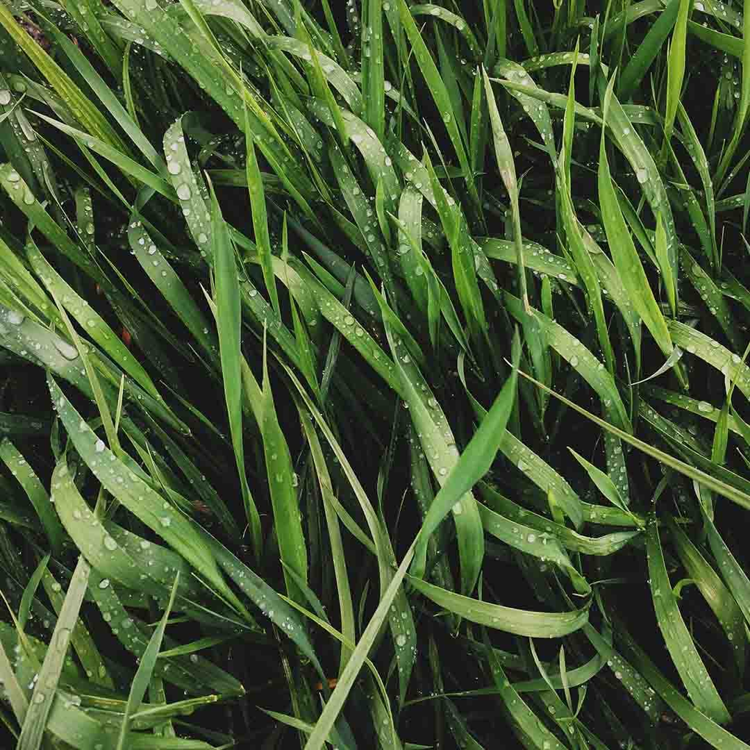 Grass