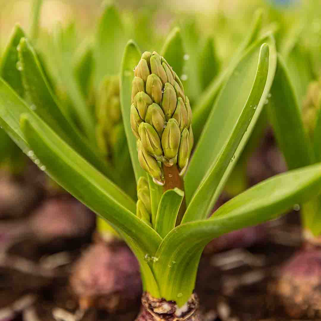Green Hyacinth