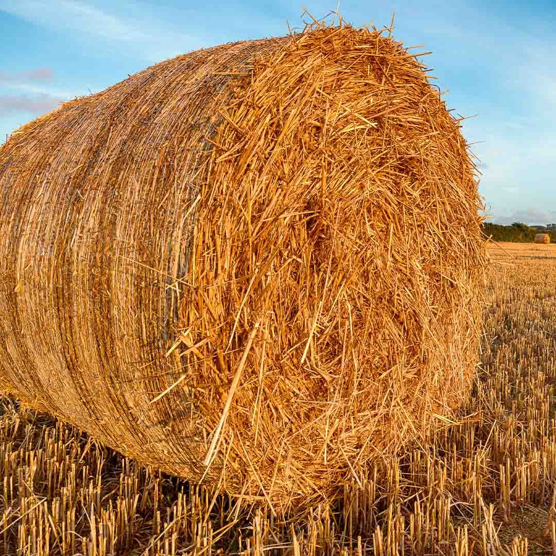 Hay