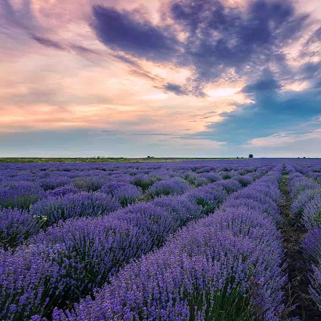 Lavender Oil