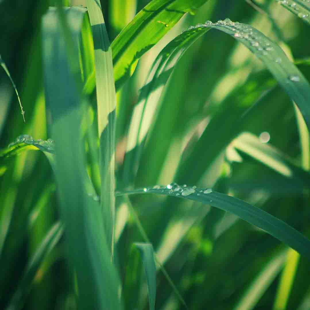 Lemongrass