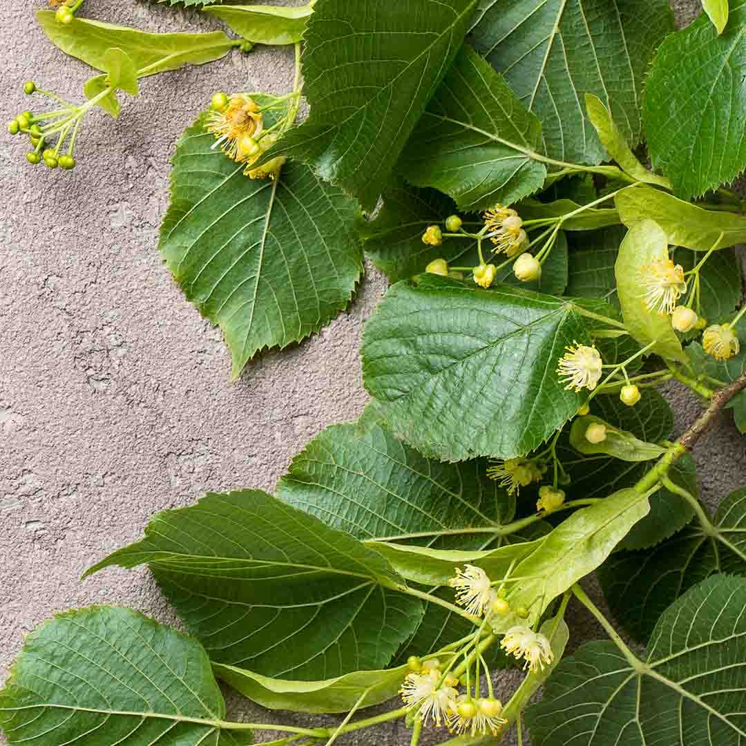 Lime Tree Blossom