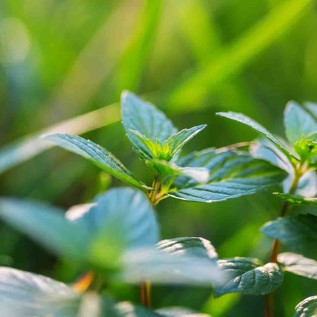 Mint Oil