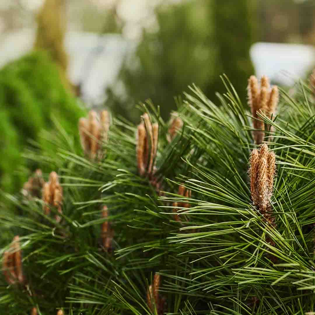 Mountain Pine