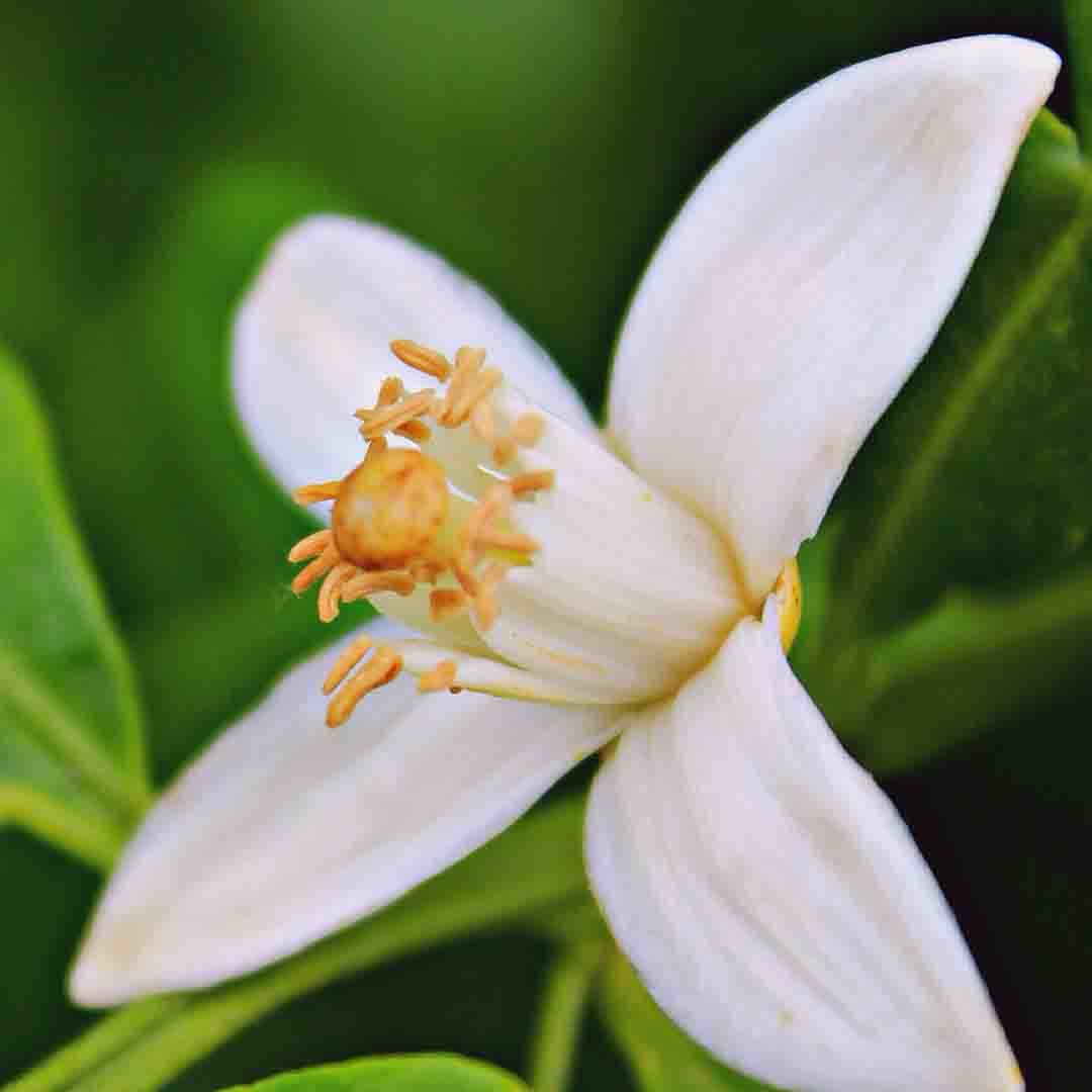 Orange Blossom