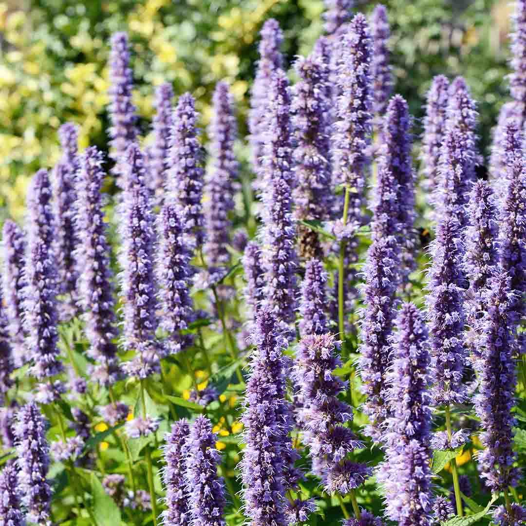 Patchouli