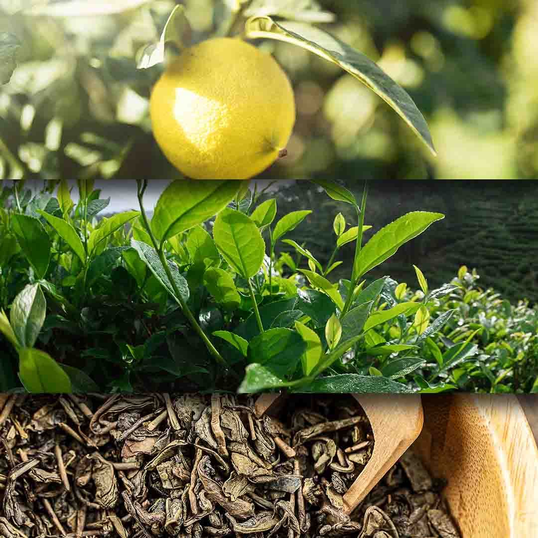Sencha