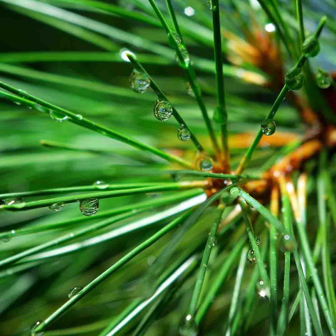 Spruce Needle