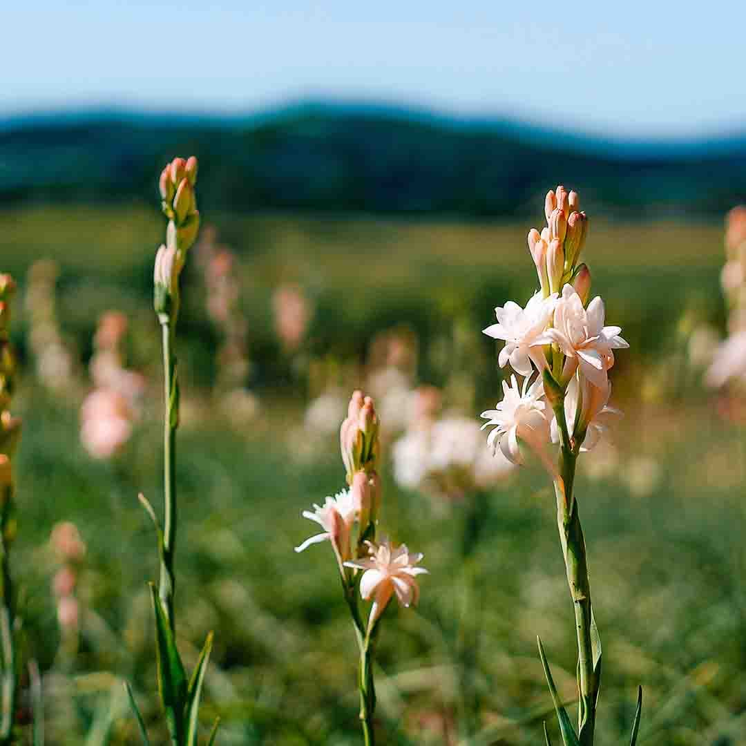 Tuberose