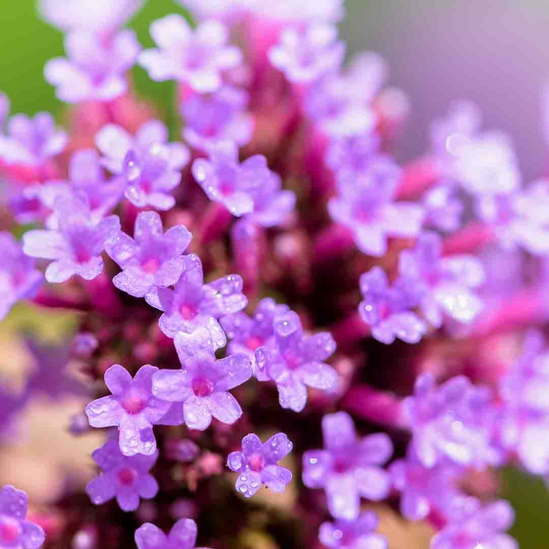 Verbena